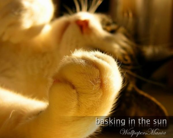 ��� ������� )