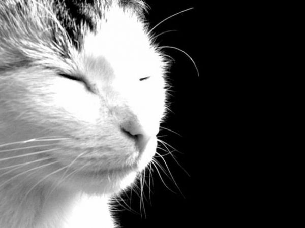 ��� ������� )