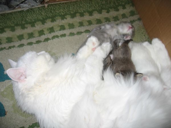 ����� ������� �� ������....